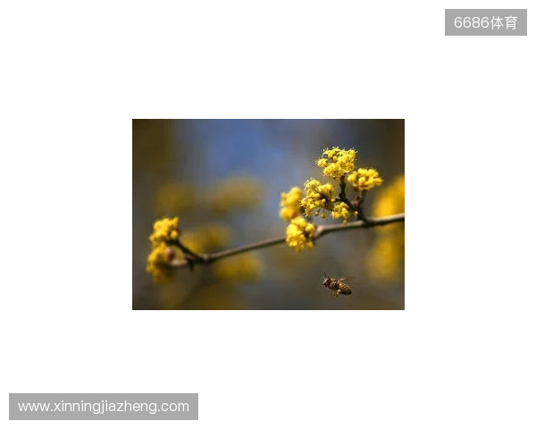 布达佩斯Major第一阶段：战舰轰鸣！FaZe 2-1 RED Canids